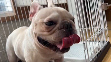 舌を出して呼吸するお兄ちゃん犬