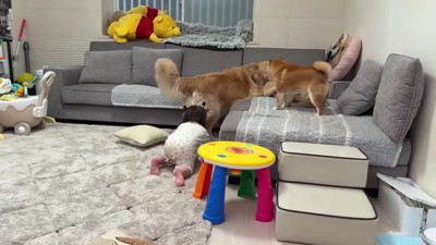 ほのちゃんも飛び入り参加