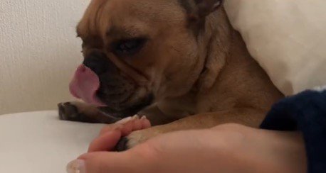 目を細め、舌で口元を舐める妹犬
