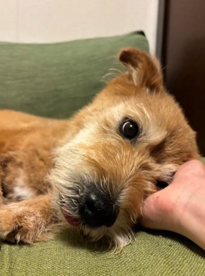 飼い主の手の上に頭を乗せる犬