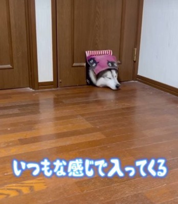 猫用ドアから侵入！？