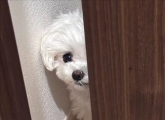 開ける