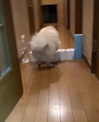 バックでトイレットペーパーを越える