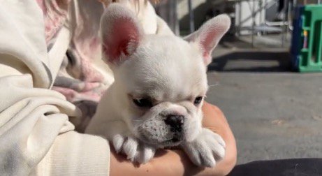 抱っこされている白い子犬
