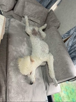 眠る大型犬