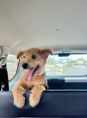 車に乗って笑顔になる犬