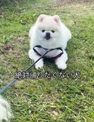 リードが抜けてしまうことも