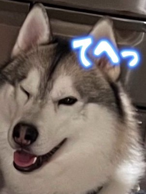 犯人はルークちゃん