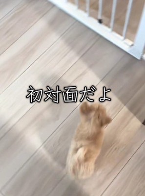子犬のきびだんごちゃん