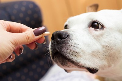 犬にサプリを与える人