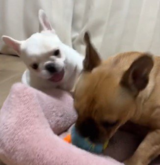 おもちゃで一緒に遊ぶ子犬と妹犬