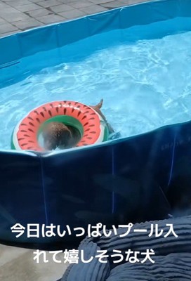 楽しそうに水中ウォーキング♪