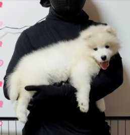 4キロ