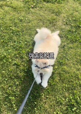 泣く泣く強制送還