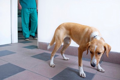 病院で不安そうに待つ犬