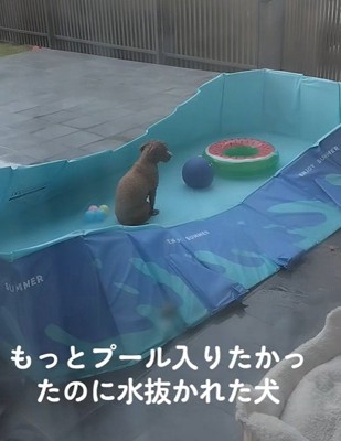 水を抜いた後もプールから出てきません