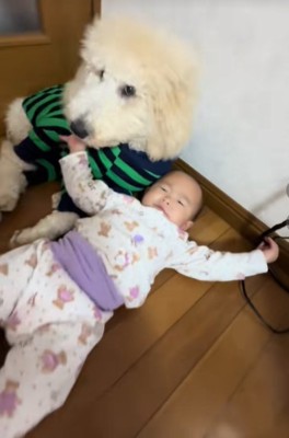 赤ちゃんと遊ぶ大型犬