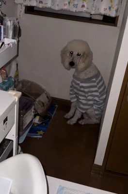 ボーダーのシャツを着て座る大型犬