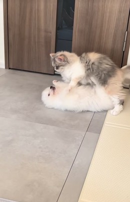 子猫に乗られた子犬