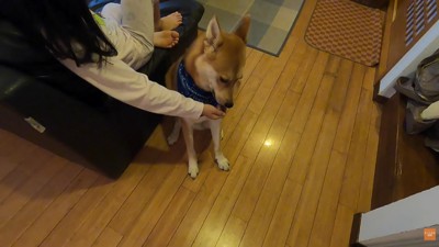 「ありがとう」のペロペロ…♪
