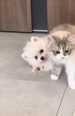 子猫と寝起きの子犬