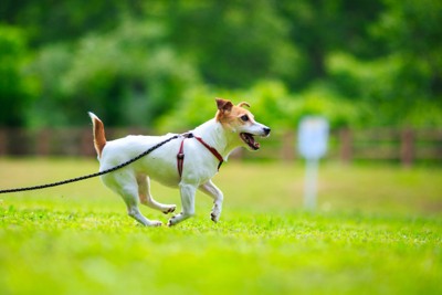 散歩で走る犬