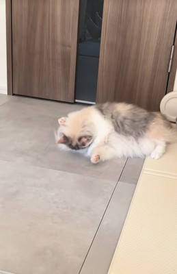 子犬の上に乗る子猫