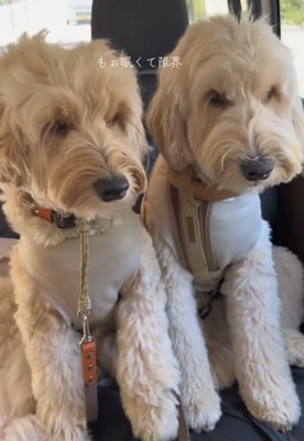 前を向く2匹の犬