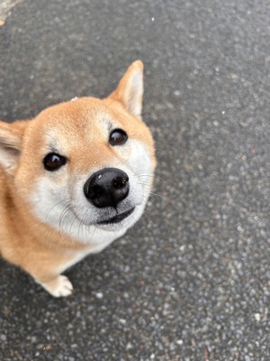 あざとい