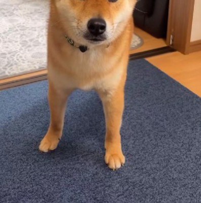 帽子を買ってみたら…