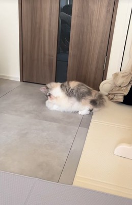 子犬の上に乗る子猫