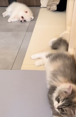 横になる子犬と子猫
