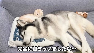 仲良くお昼寝中