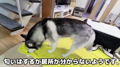 一生懸命匂いを嗅いで捜索