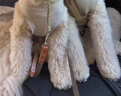 車内に座る2匹の犬