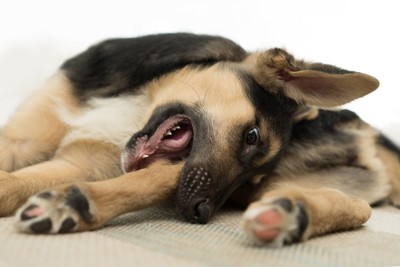 足を噛んでいる犬