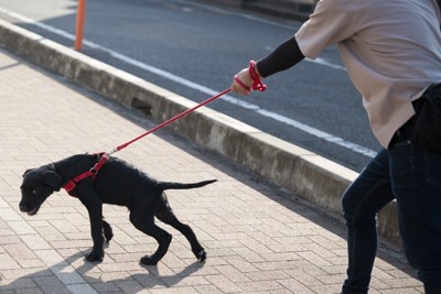 散歩中に引っ張る犬