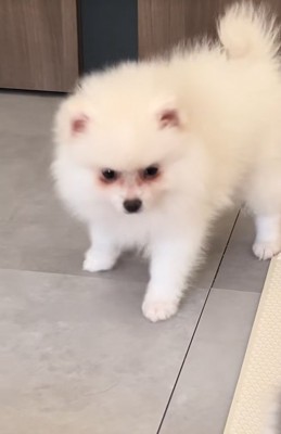 寝ぼけ顔の子犬