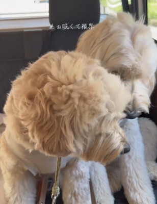 目を閉じかける犬