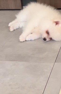 眠る子犬