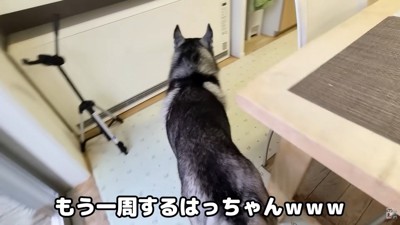「どこ行っちゃったんだろう？」とウロウロ…