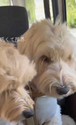 眠そうに並ぶ2匹の犬
