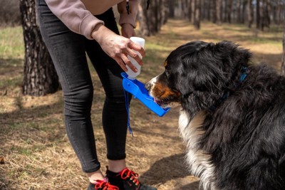 犬に水を飲ませる