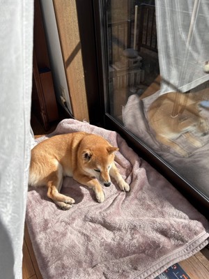 日向ぼっこ