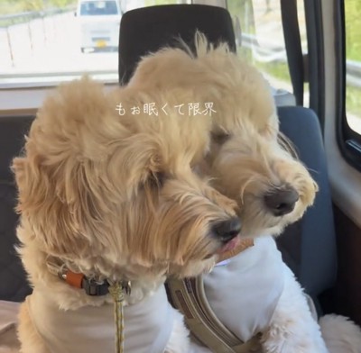 頬を寄せ合う2匹の犬