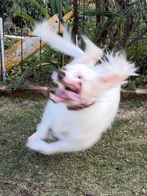 美貌