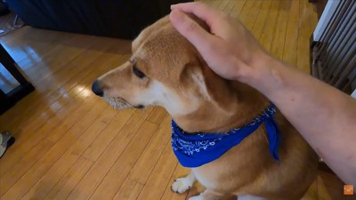 やっぱり怖がっている…？