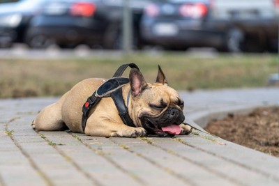 ぐったり呼吸する犬