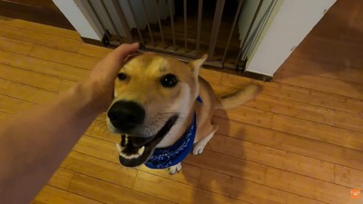 意外と平気そう♪