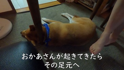 お母さんの足元でウトウト